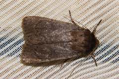 Bityla defigurata
