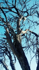 Vachellia schaffneri