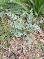 Astragalus lentiginosus maricopae