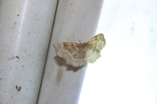Pale Metarranthis Moth photo 5