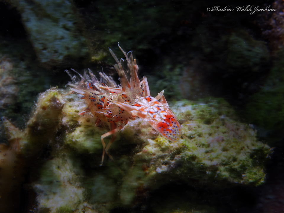 虎紋蝦 (老虎蝦) Phyllognathia ceratophthalma