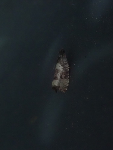 Impudent Hulda Moth photo 2
