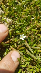 Samolus repens repens