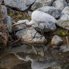 Ardea alba