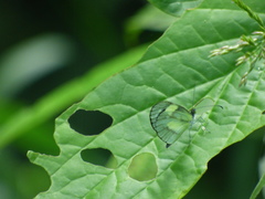 Dismorphiinae