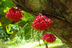 Amyema incarnatiflora