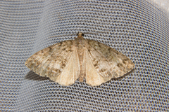 Pseudocoremia indistincta