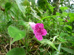 Kohleria amabilis