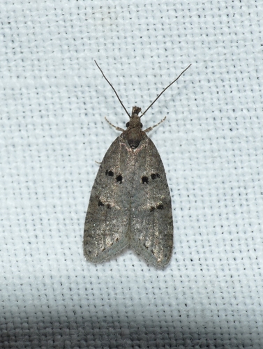 Luquetia lobella