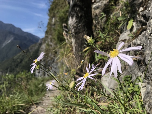 Aster hispidus iNat (2)