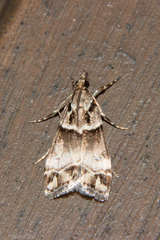 Eudonia periphanes