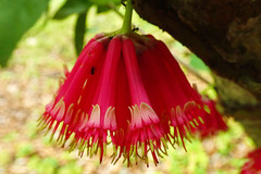 Amyema incarnatiflora