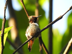 Short-Crested Coquette photo 3