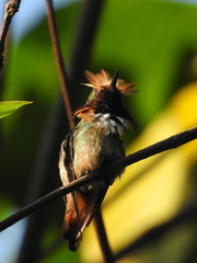 Short-Crested Coquette photo 2