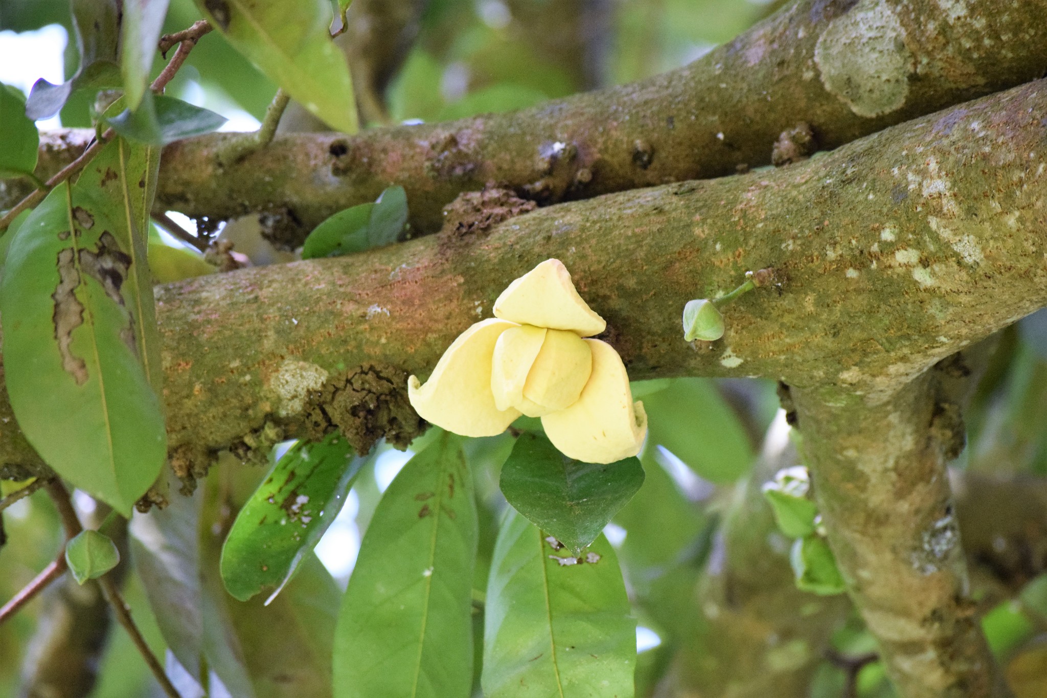 Annona