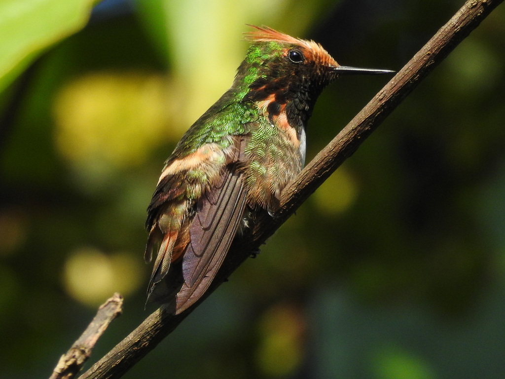 Short-Crested Coquette