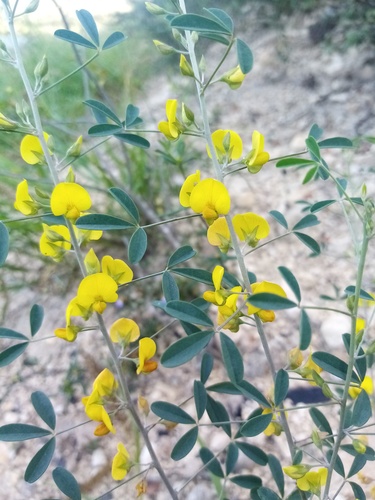 Crotalaria poissonii image