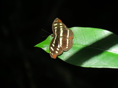 Catonephele mexicana