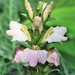 Acanthus montanus - Photo (c) Charles Stirton, μερικά δικαιώματα διατηρούνται (CC BY-SA), uploaded by Charles Stirton