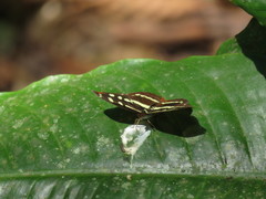 Catonephele mexicana