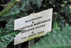 Acanthus montanus