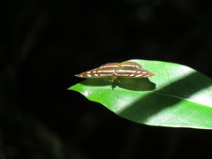Catonephele mexicana