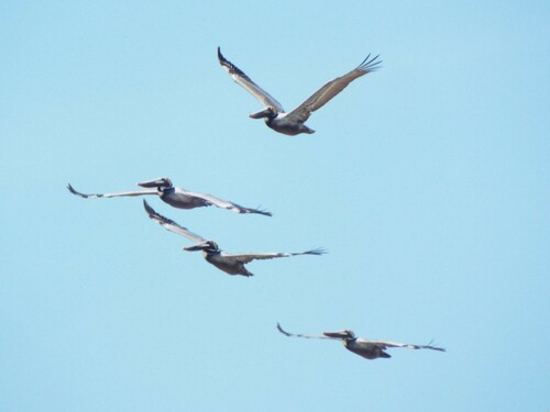 Eastern Brown Pelican photographed in New Jersey