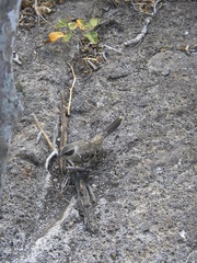 Mimus parvulus bauri