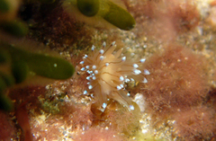 Antiopella cristata