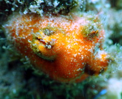 Halocynthia dumosa