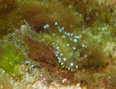 Antiopella cristata