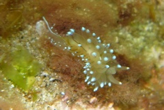 Antiopella cristata