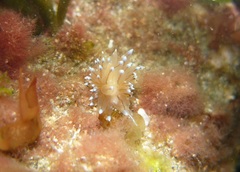 Antiopella cristata