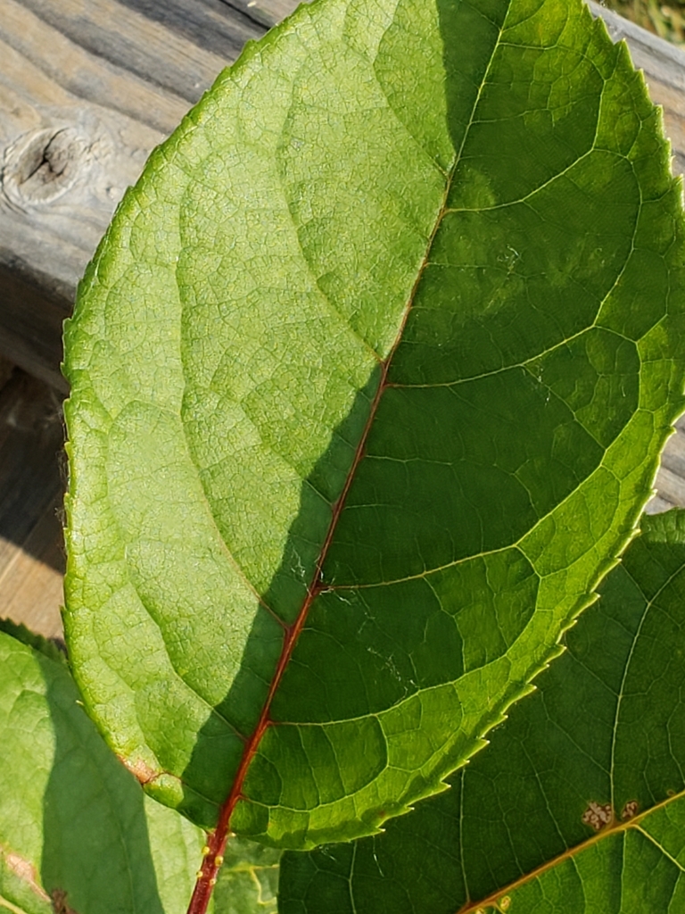 Plums Cherries And Allies From Echo Bay Loonie On June At