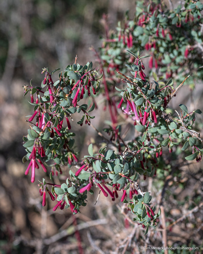 Desert snowberry (Symphoricarpos longiflorus)