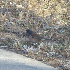 Junco hyemalis mearnsi