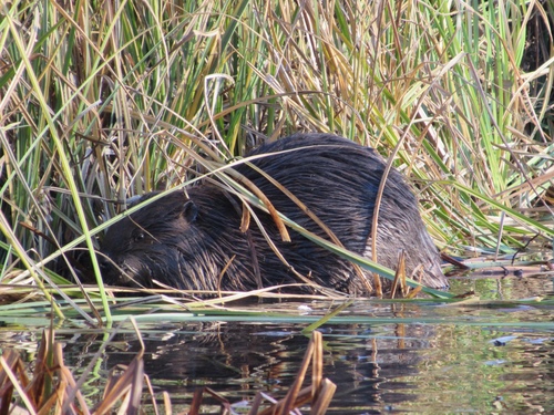American Beaver photographed in Illinois