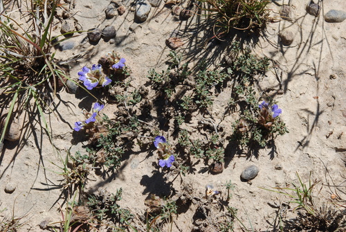 Image of Blepharis procumbens by (c) Charles Stirton, some rights reserved (CC BY-SA)