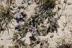 Blepharis procumbens