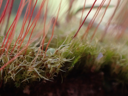 Image of Golden Thread-Moss (Leptobryum pyriforme) by no rights reserved