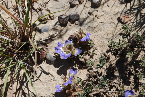 Image of Blepharis procumbens by (c) Charles Stirton, some rights reserved (CC BY-SA)