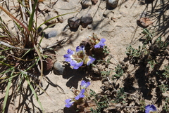Blepharis procumbens