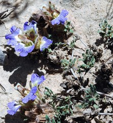 Blepharis procumbens