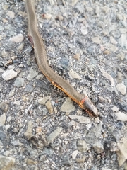 Diadophis punctatus similis