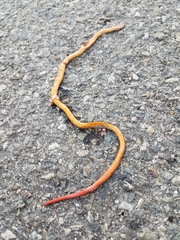 Diadophis punctatus similis