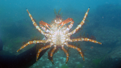 Spiny Spider Crab, photo 2 of 10