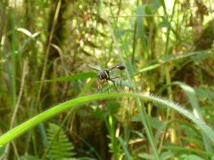 Salpingogaster nigra