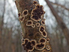 Hydnoporia tabacina image