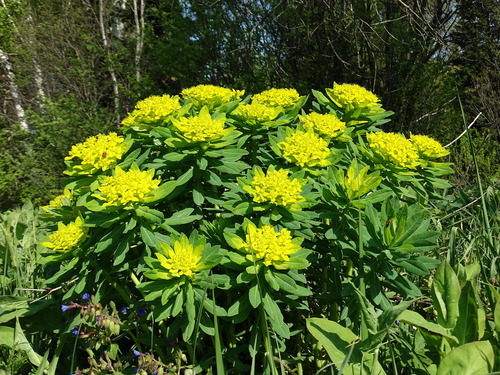 Hairy Spurge