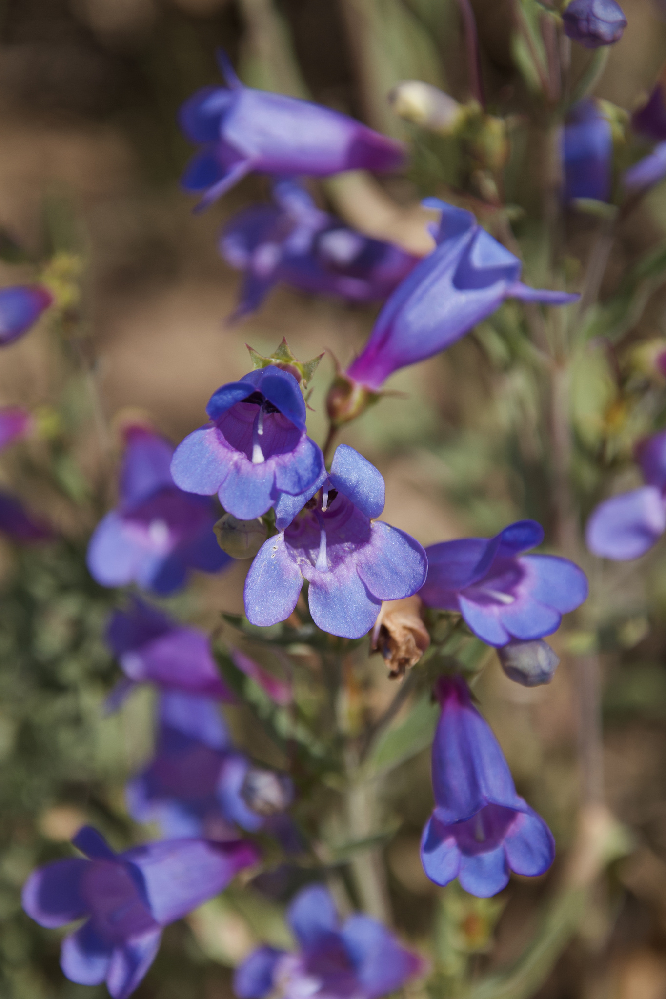 Penstemon cusickii